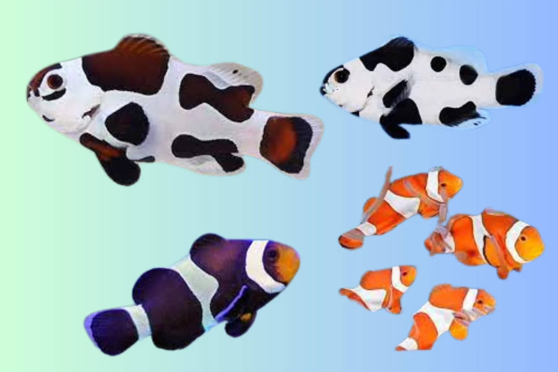 Aquarium Caring Tips for Black Clownfish