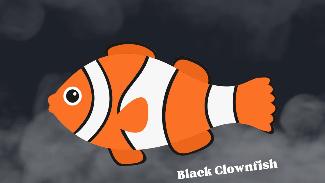 Black Clownfish