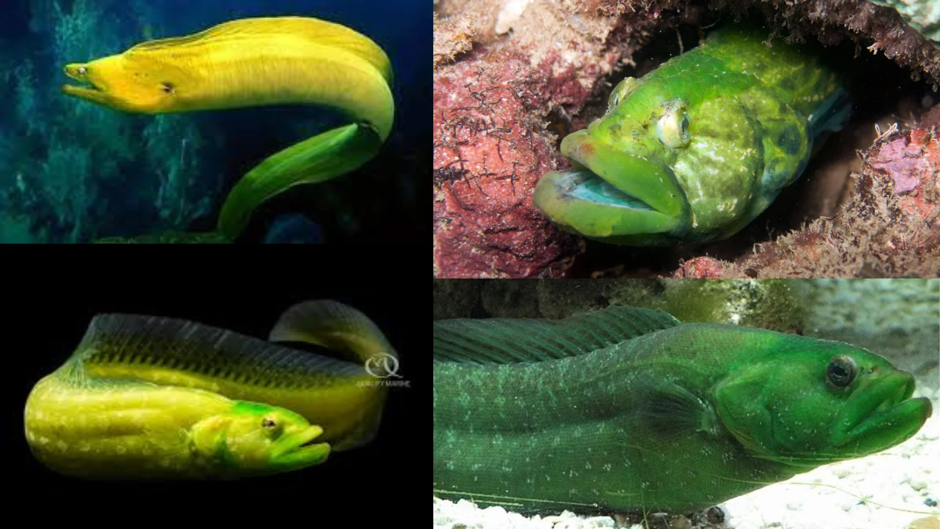 Green Wolf Eel