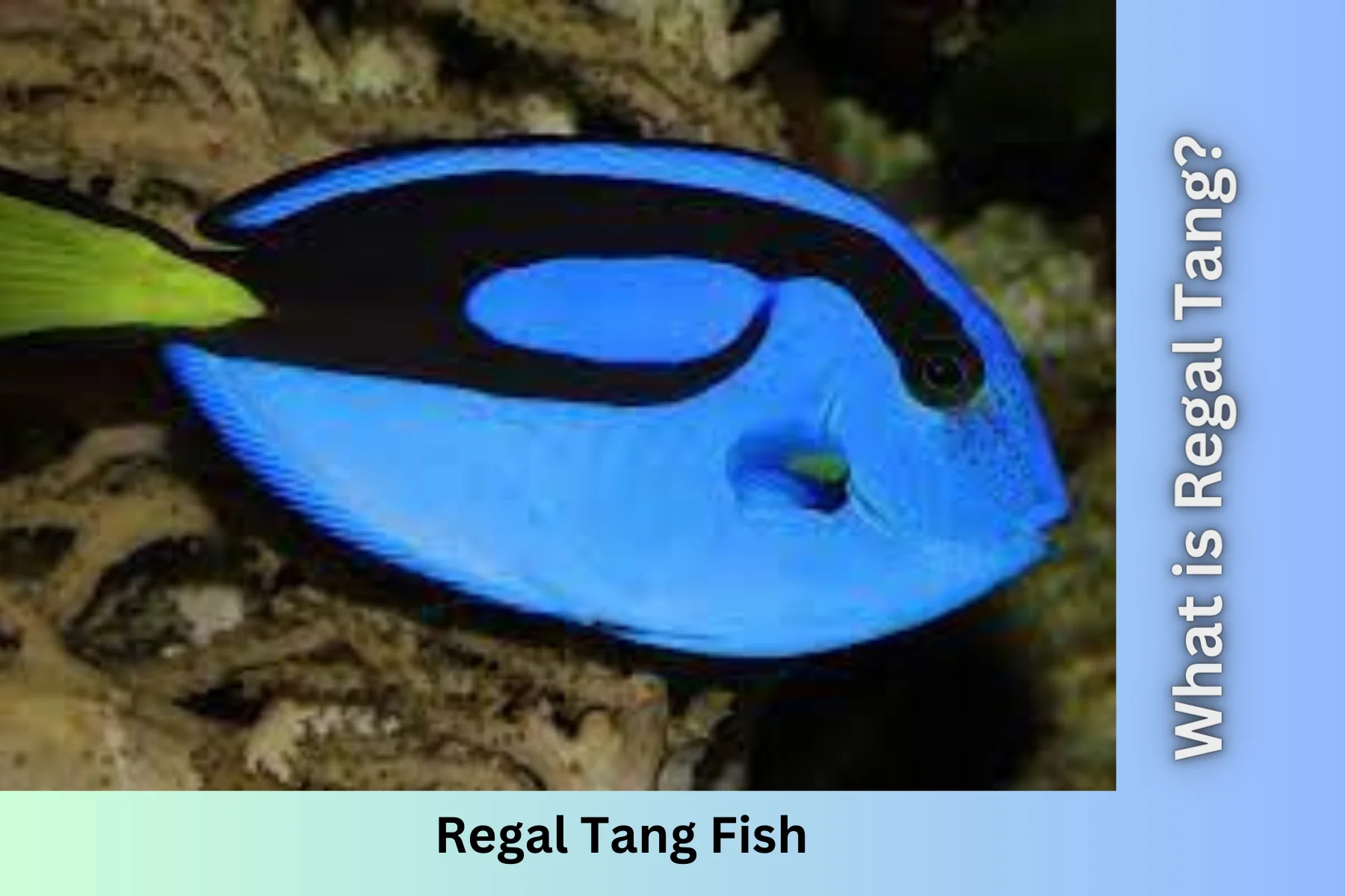 Regal Tang 