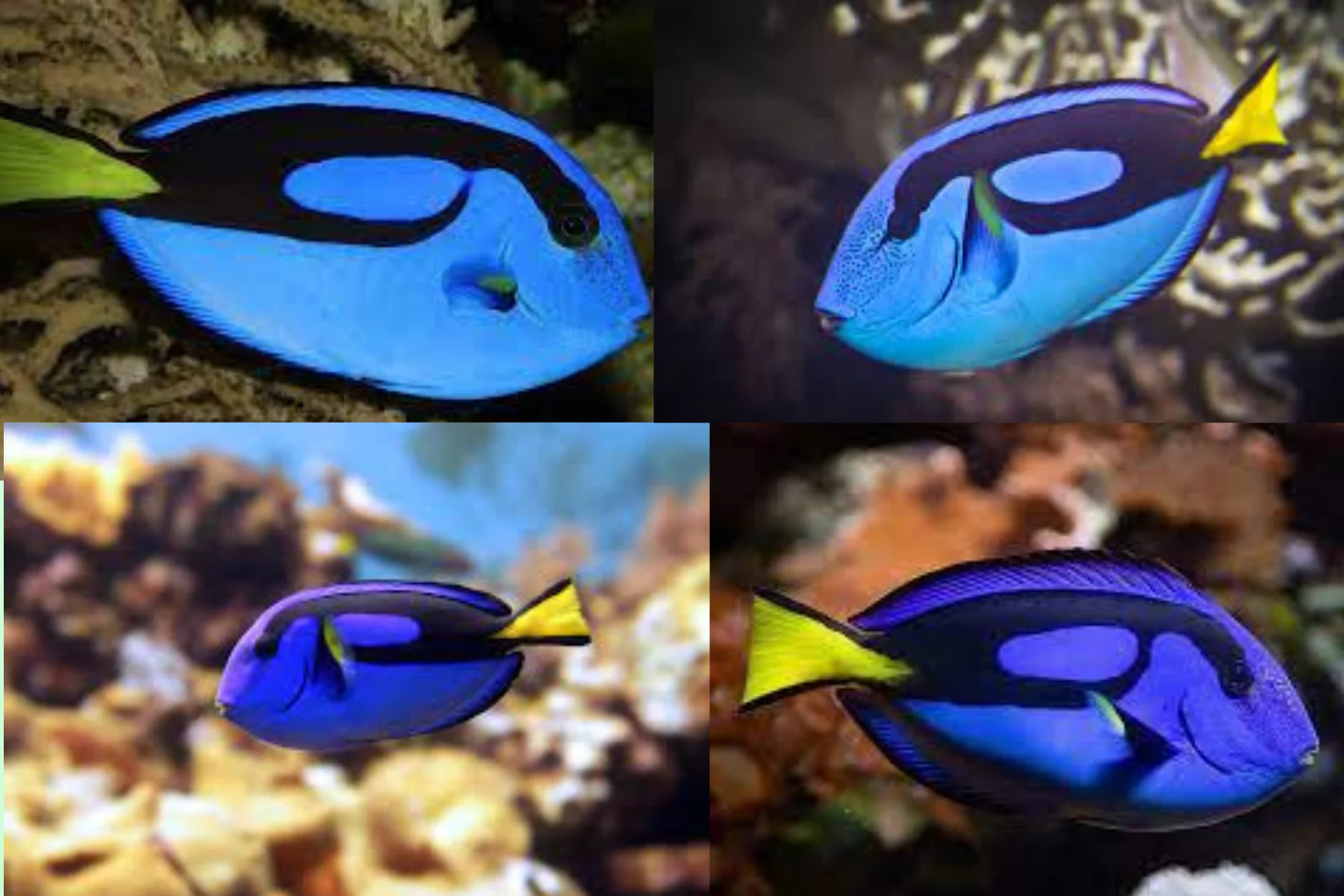 Regal Tang