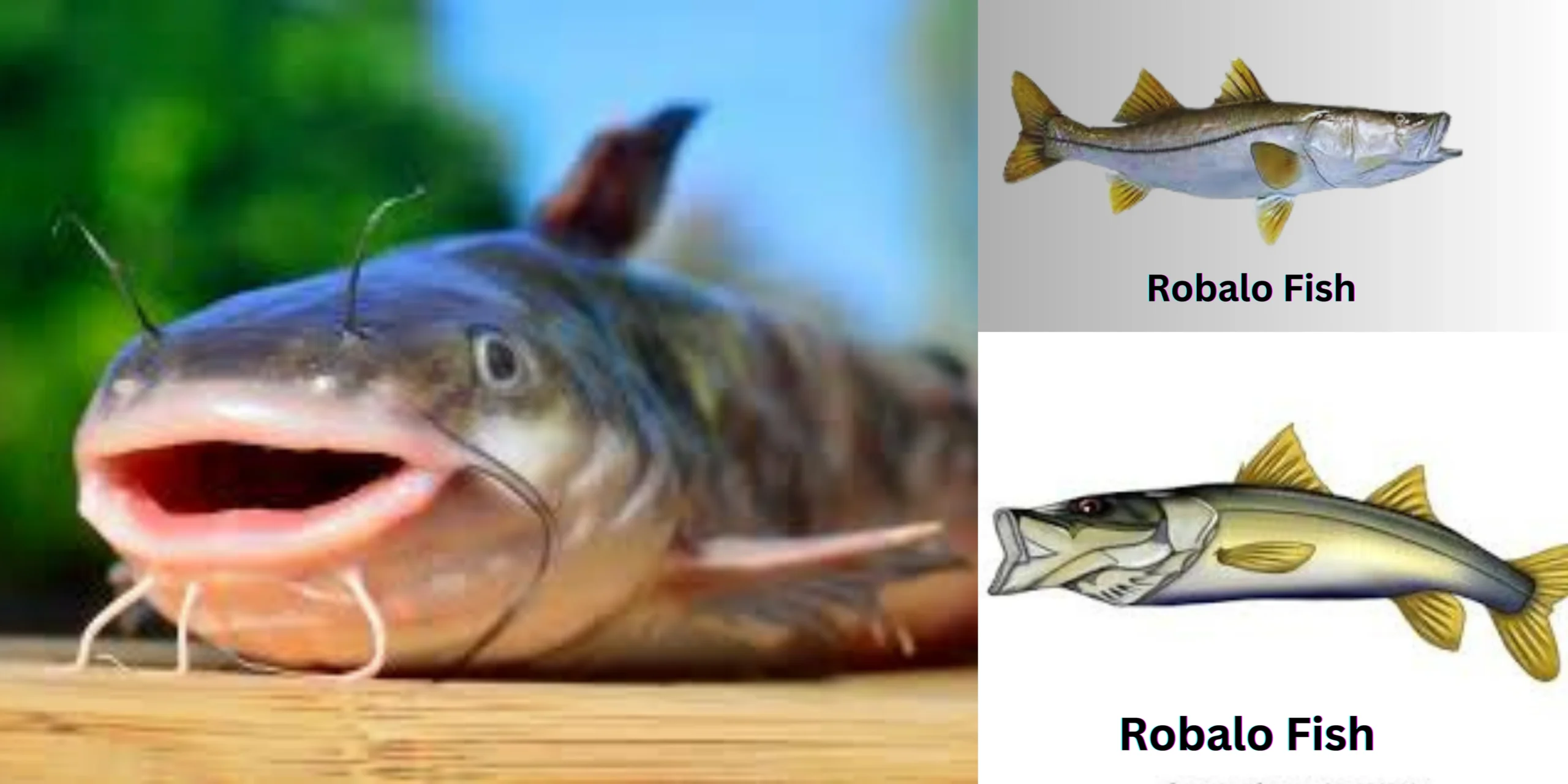 Robalo Fish