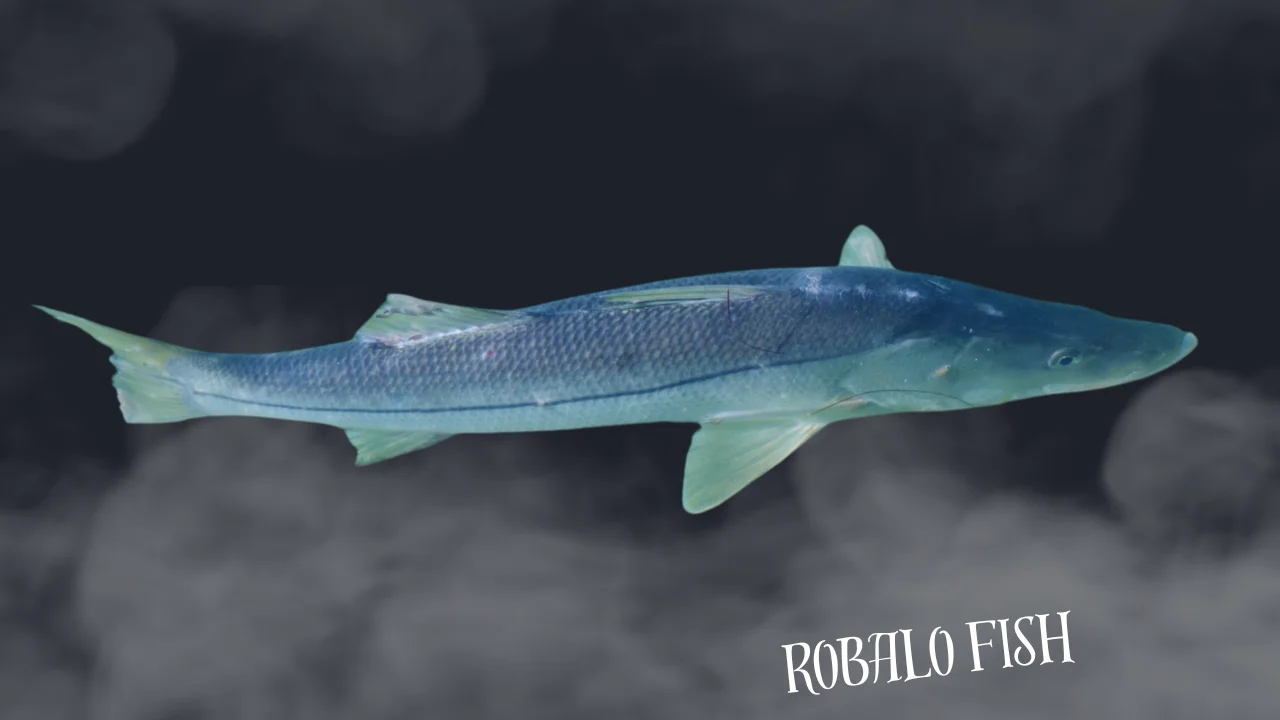 Robalo Fish