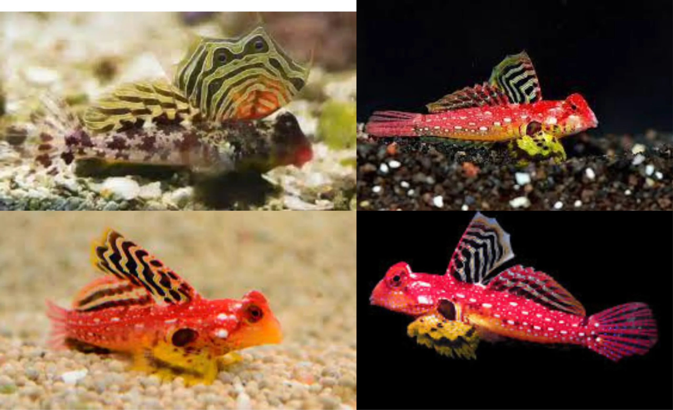 Scooter Blenny