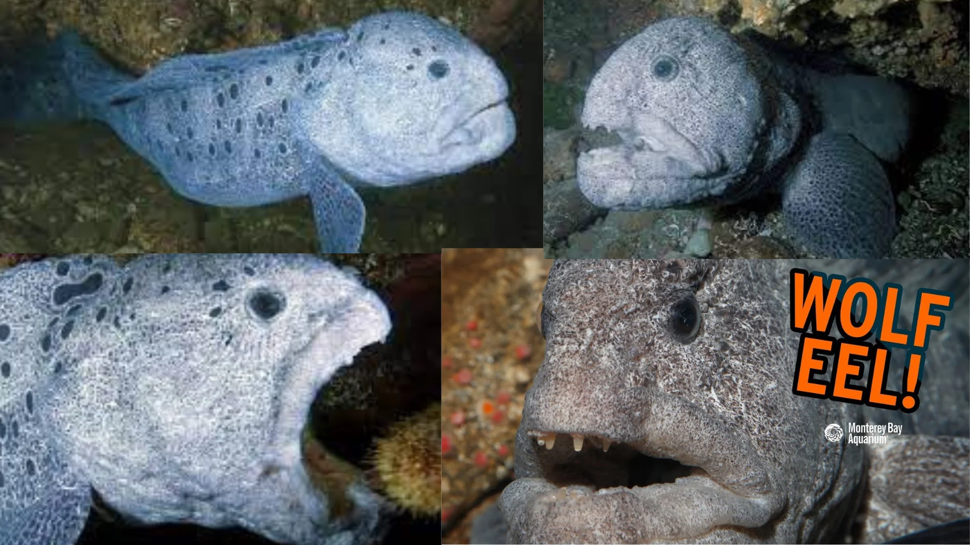 Wolf Eels