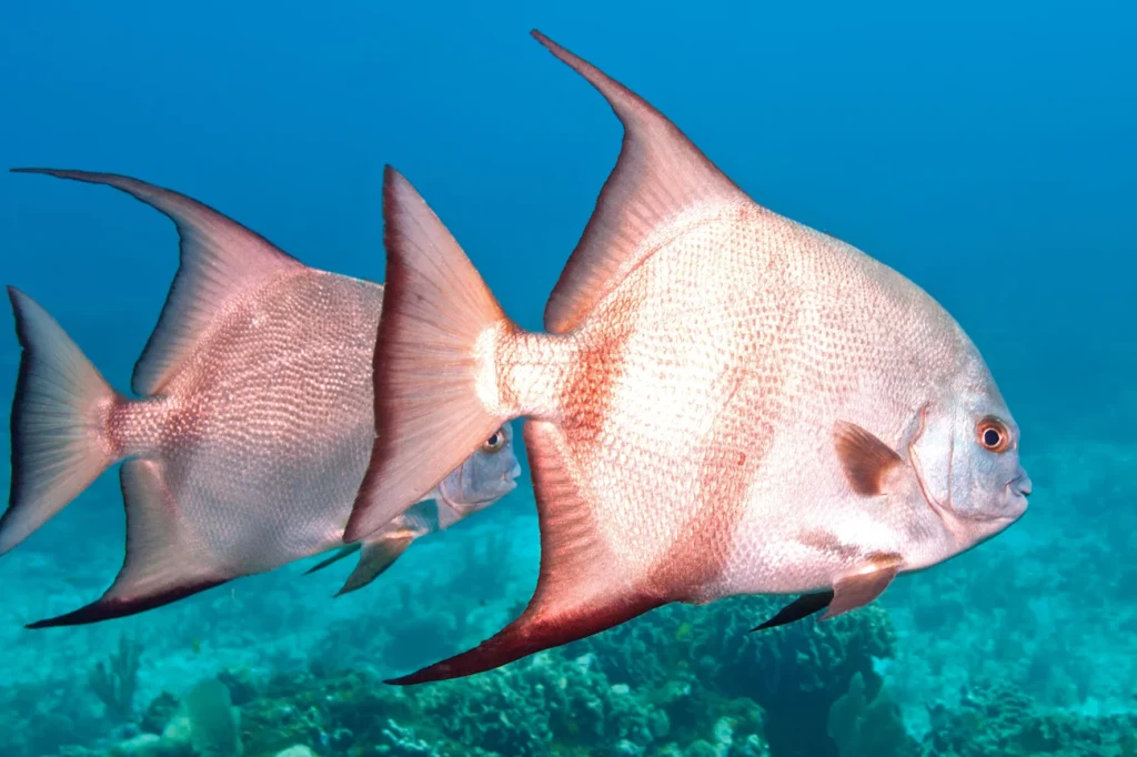 Atlantic Spadefish