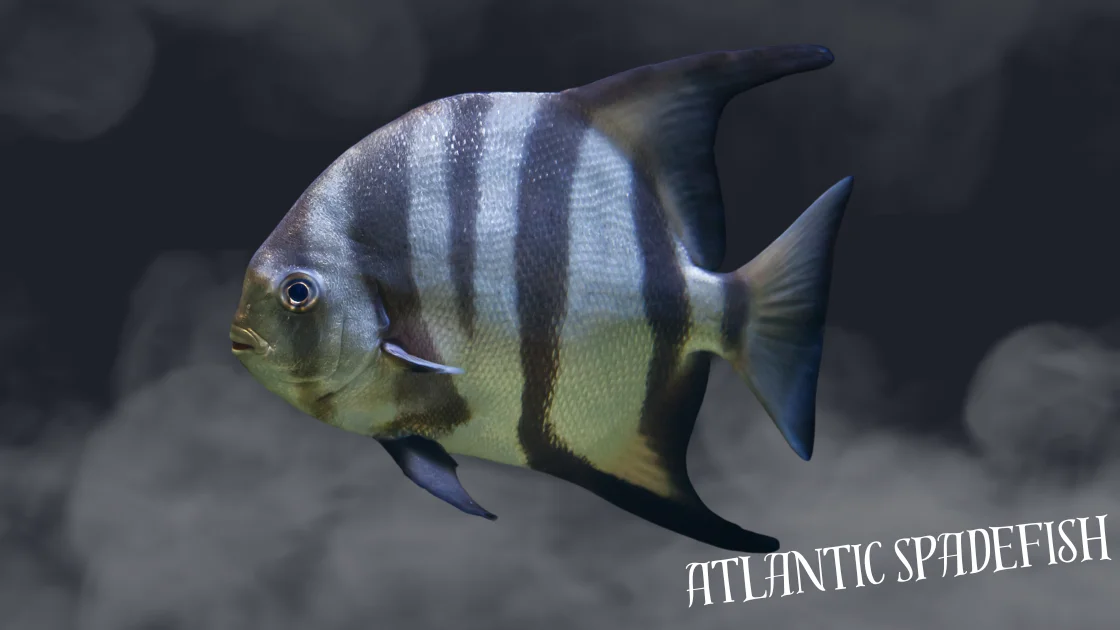 Atlantic Spadefish