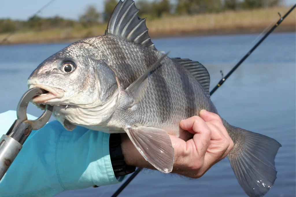 Black Drum Fish