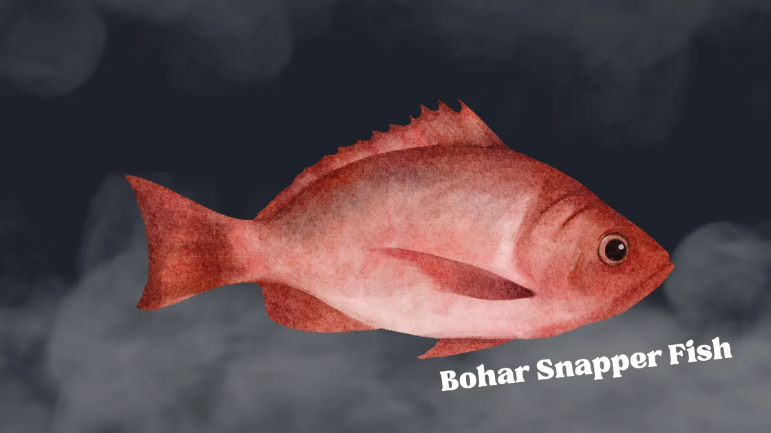 Bohar Snapper Fish