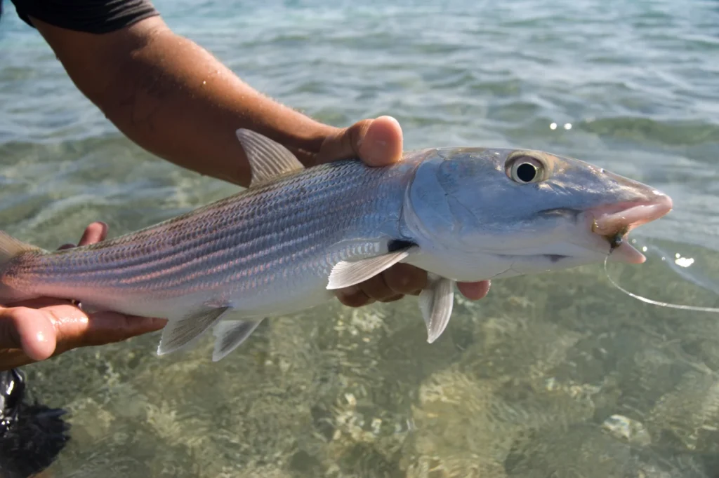 Bonefish