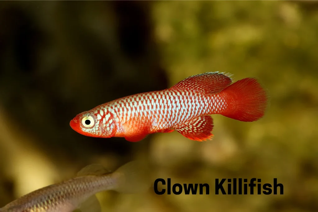 Clown Killifish