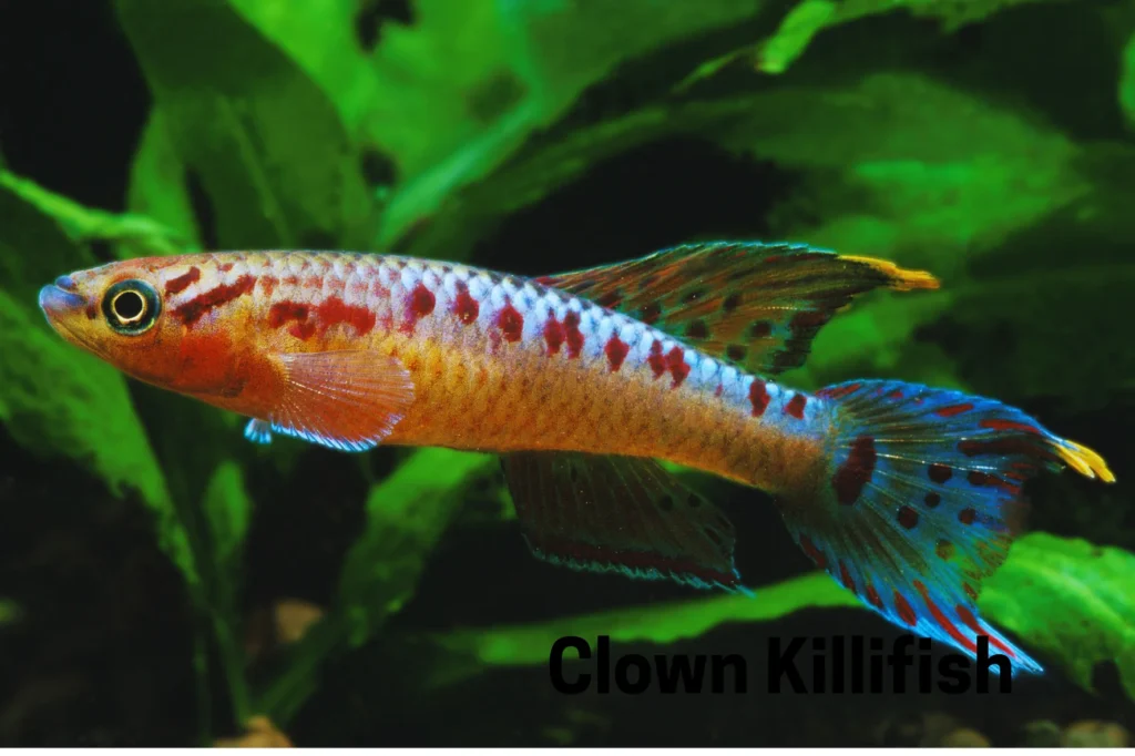 Clown Killifish