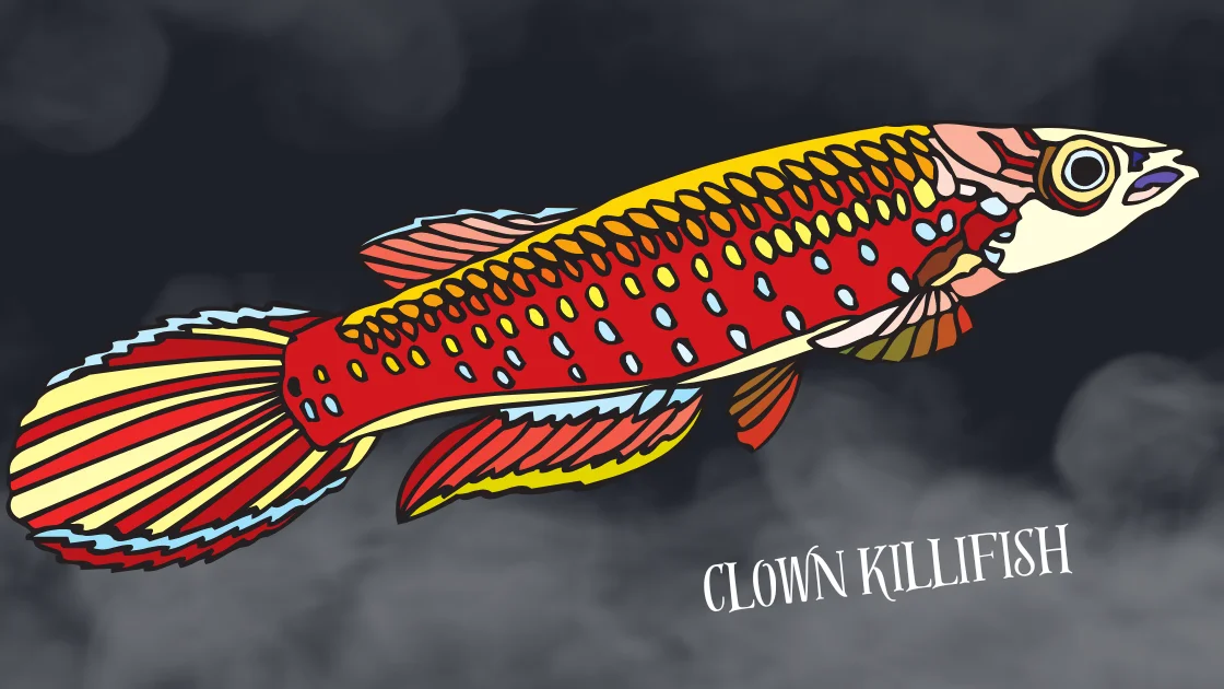 Clown Killifish