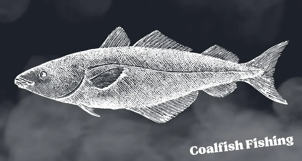 Coalfish