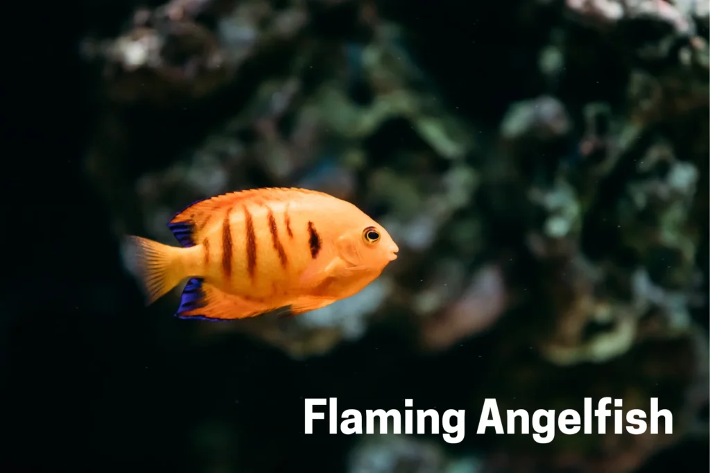 Flaming Angelfish