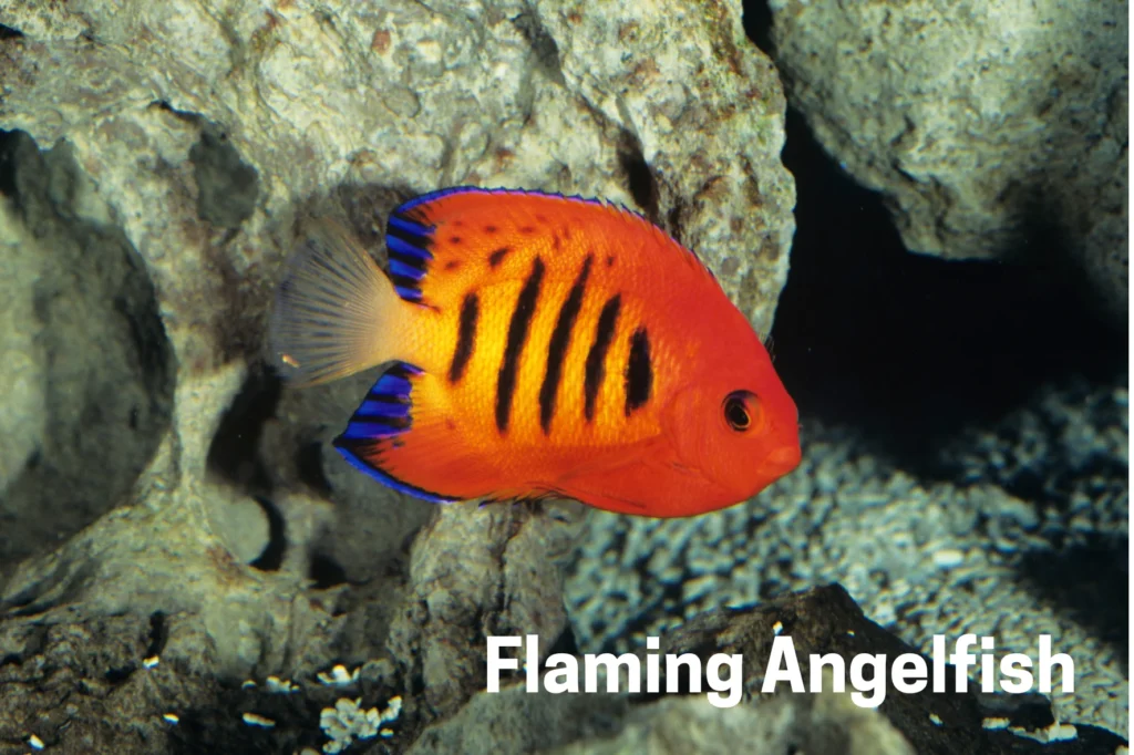 Flaming Angelfish