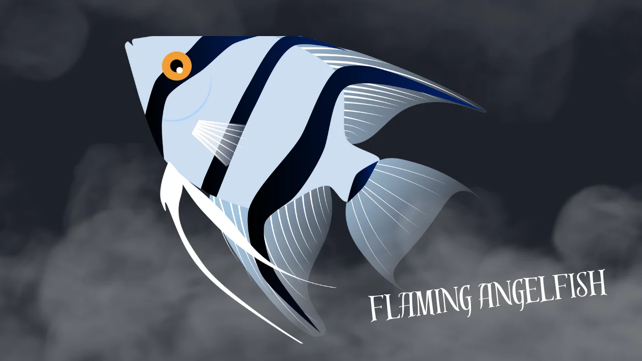 Flaming Angelfish