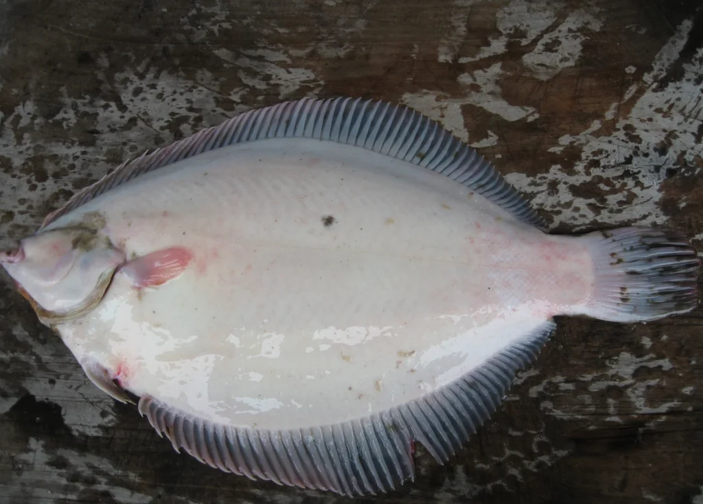 Gulf Flounder