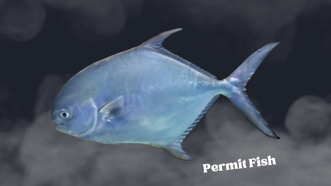 Permit Fish