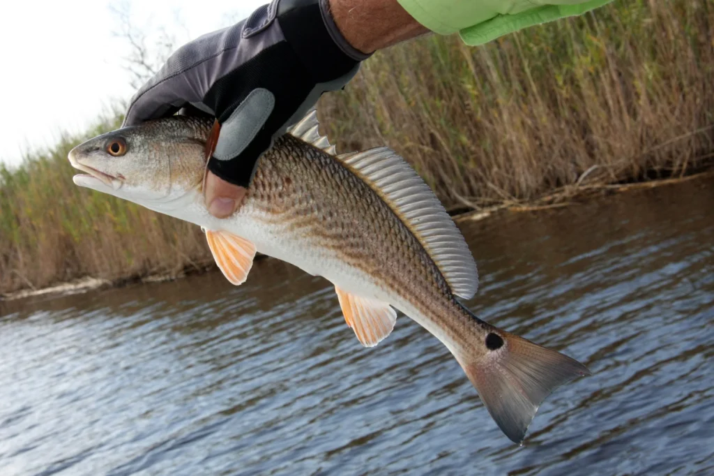 Redfish