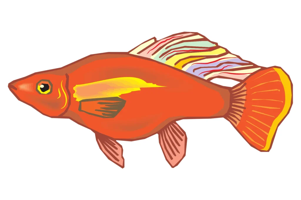 Sunset Platy Fish