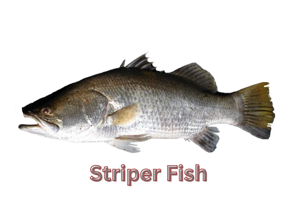 striper Fish