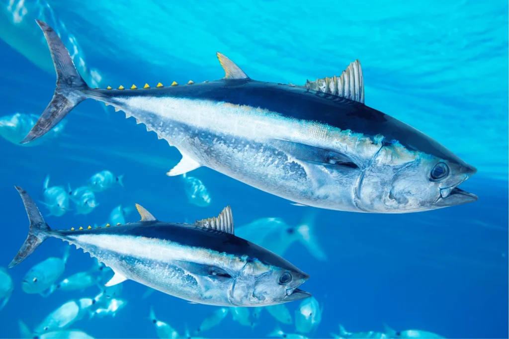 Bluefin Tuna