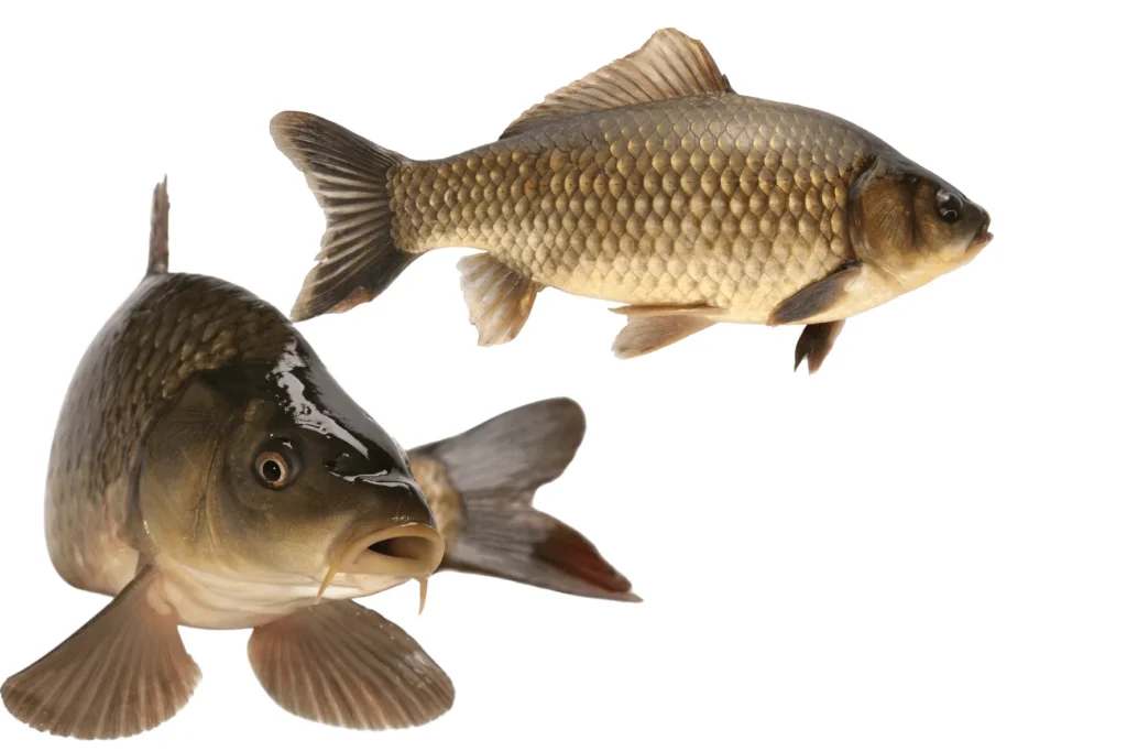 Carp Fish