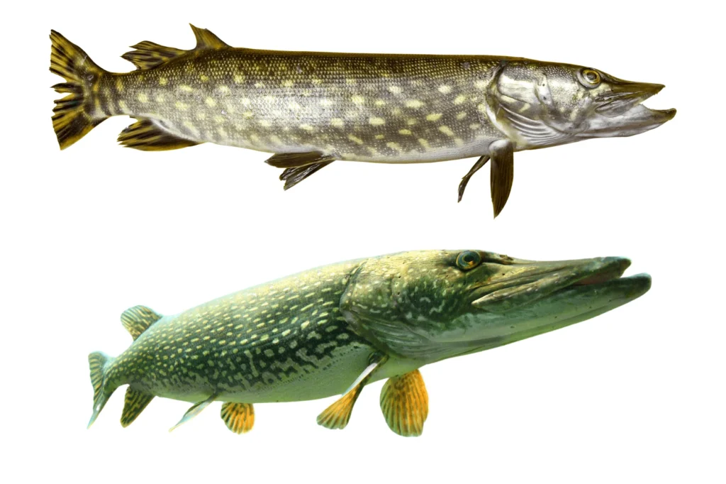 Pike Fish