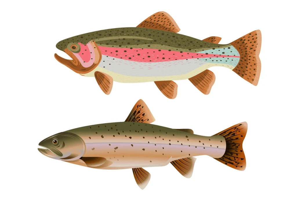 Rainbow trout