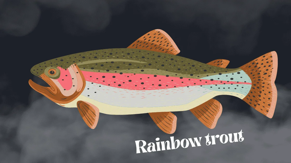 Rainbow trout