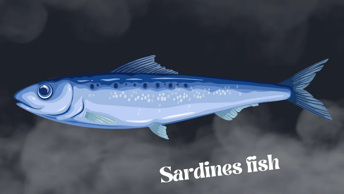 Sardines