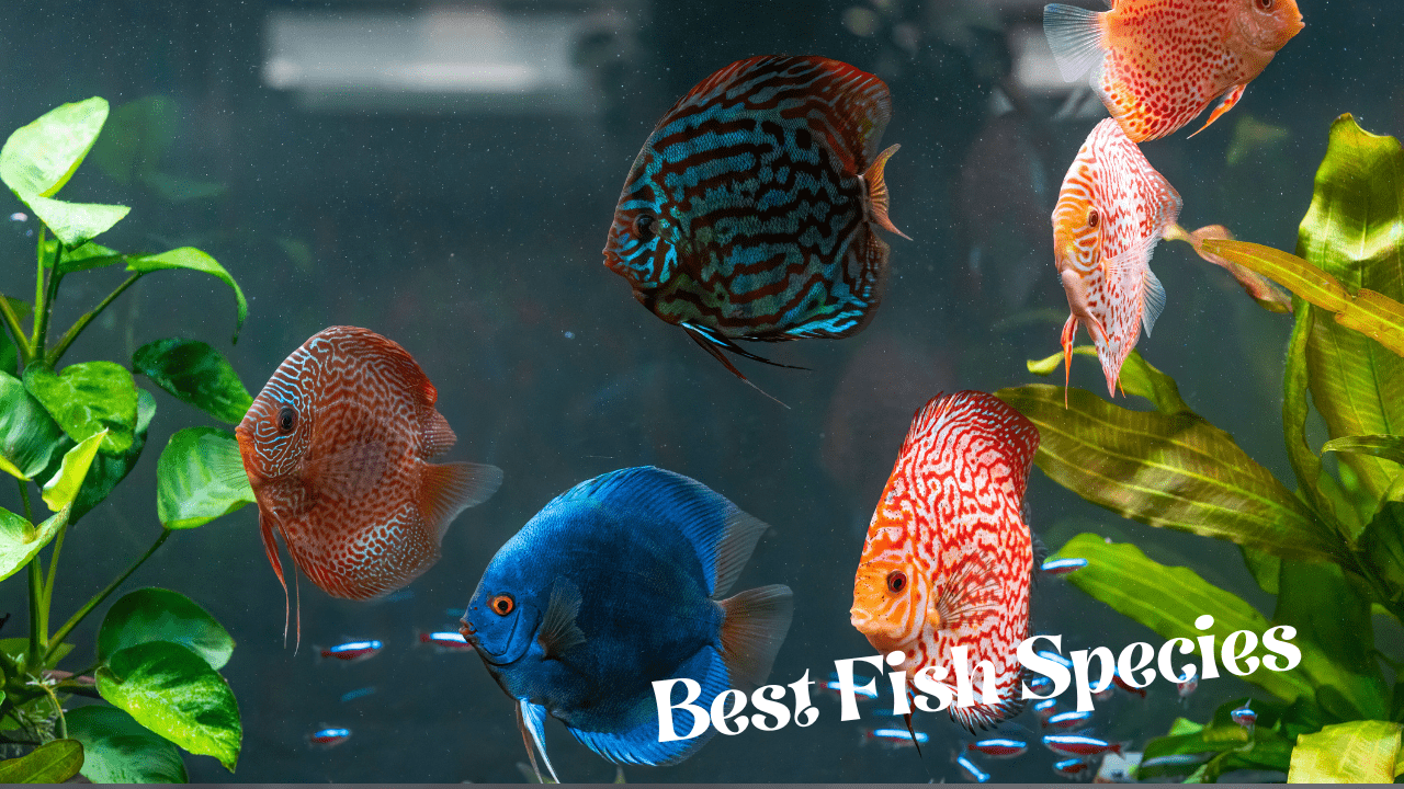 Best Fish Species