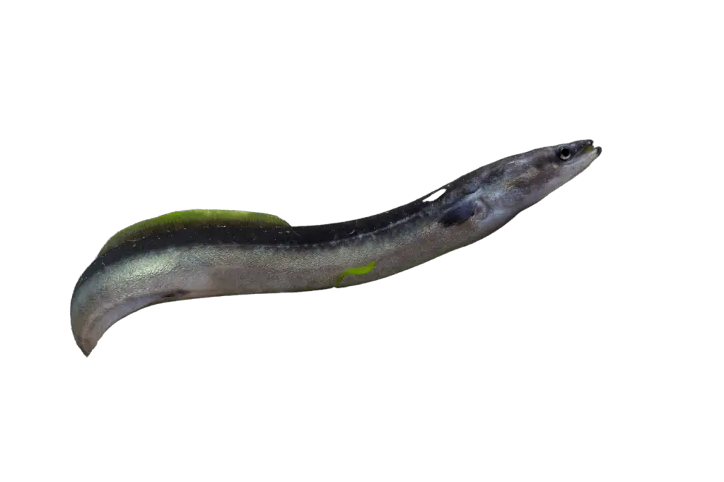 eel